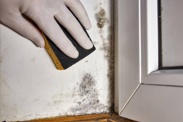 Best HVAC Mold Inspection and Cleaning  in Northfield, NJ